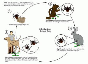 life cycle